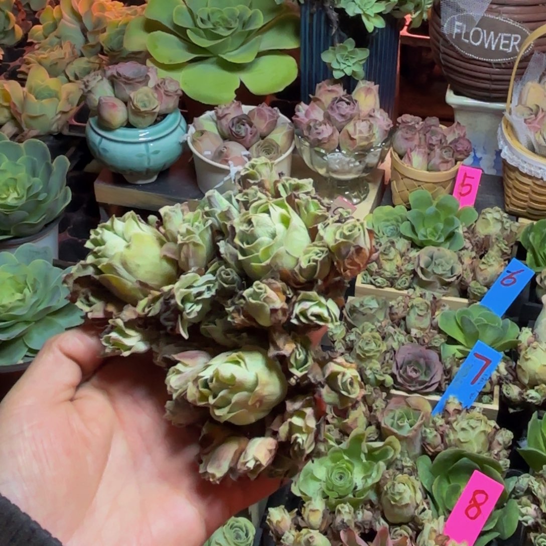 郭***峰山地玫瑰多肉植物花卉196