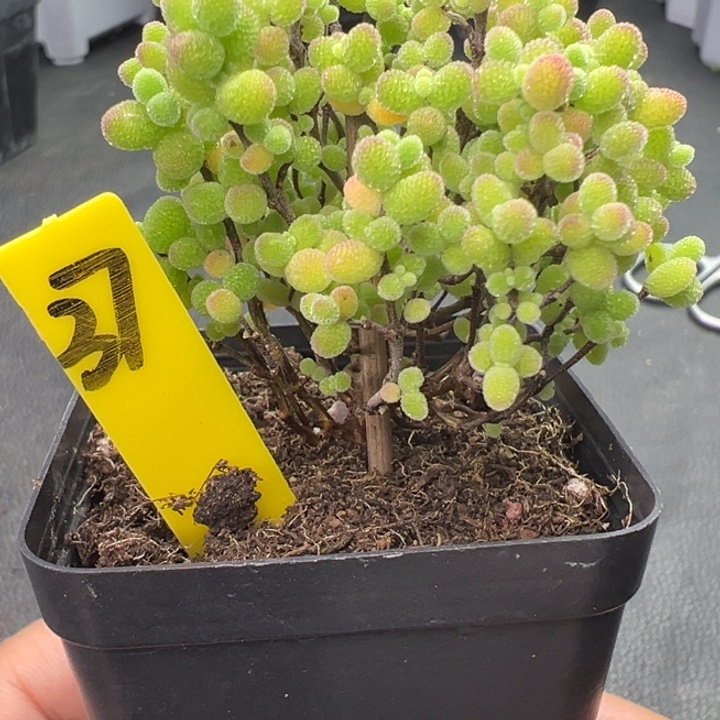 37彩色蜜橘。一物一拍