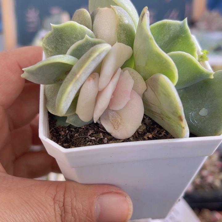 双子座锦多肉石化419