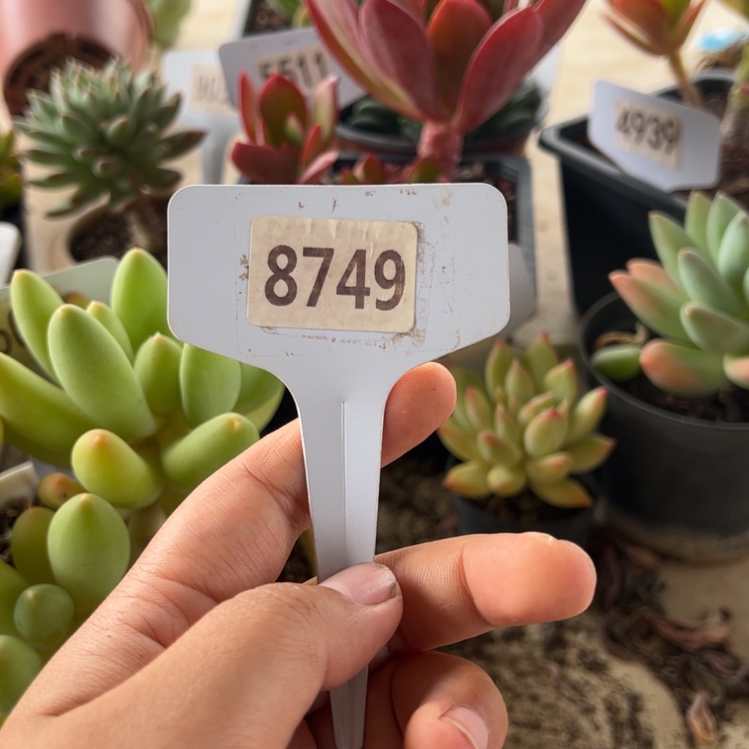 【闪购商品】过***友8749。 111111