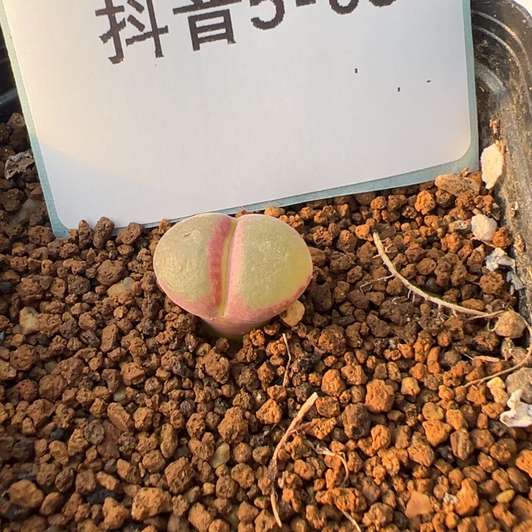 5-03粉红女郎风铃多肉