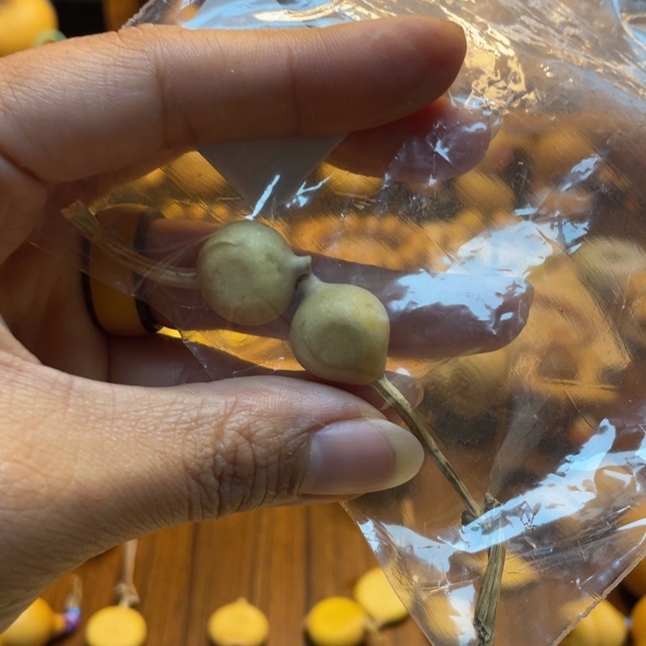 6****天然葫芦自然生长