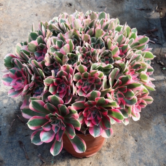 三***树无花朵妖月法师多肉植物064号