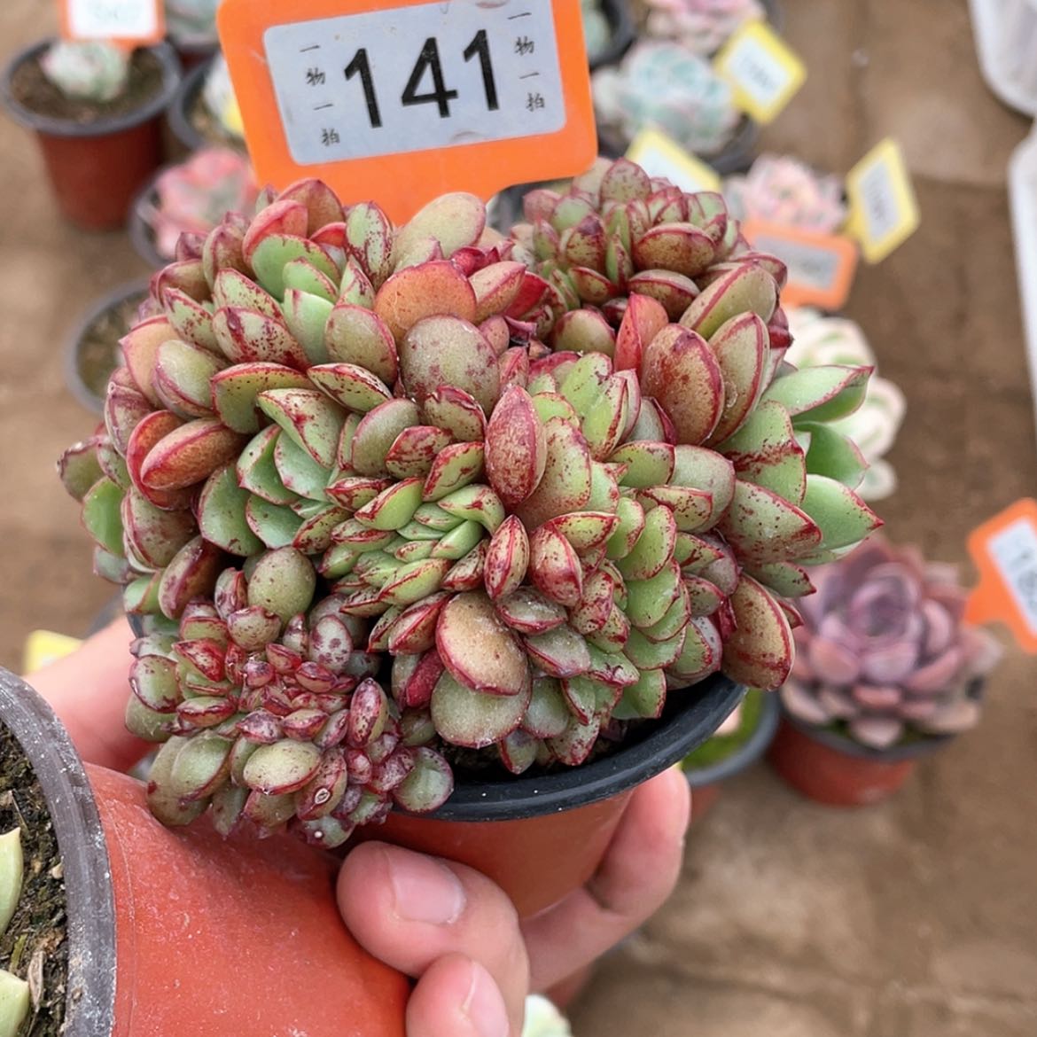 【闪购商品】茼*141号