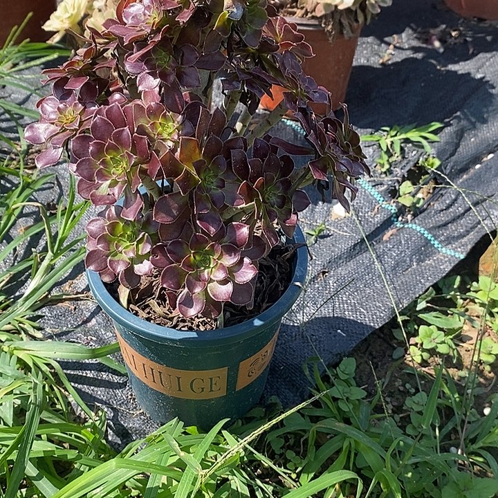 黑法7多肉植物法师法师法师