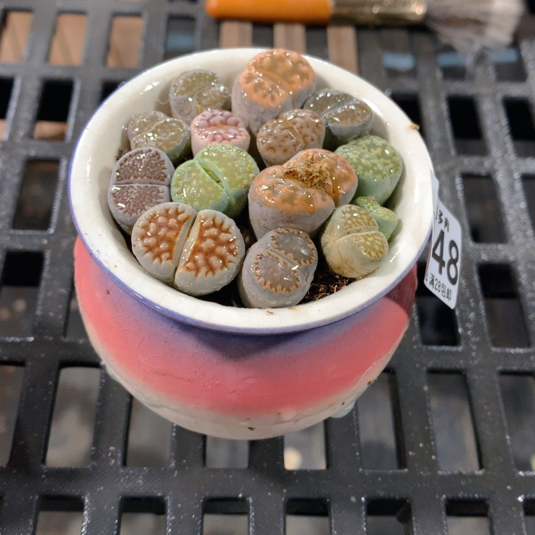 肉萌萌拇指盆精控多肉ZA148