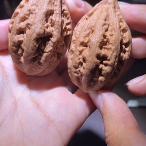 把件文玩核桃东北野生楸子小园 210