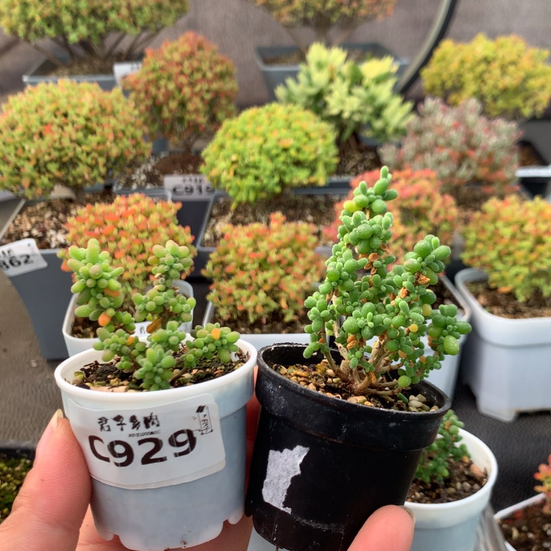 蜜***宝929米粒葡萄米 福利             