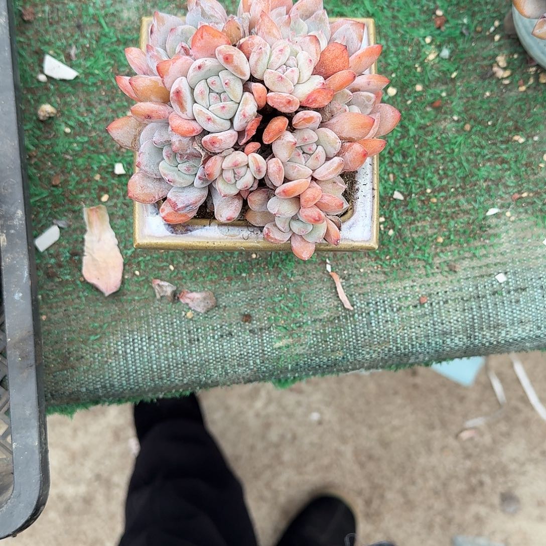 小脸星影9头带陶盆发货