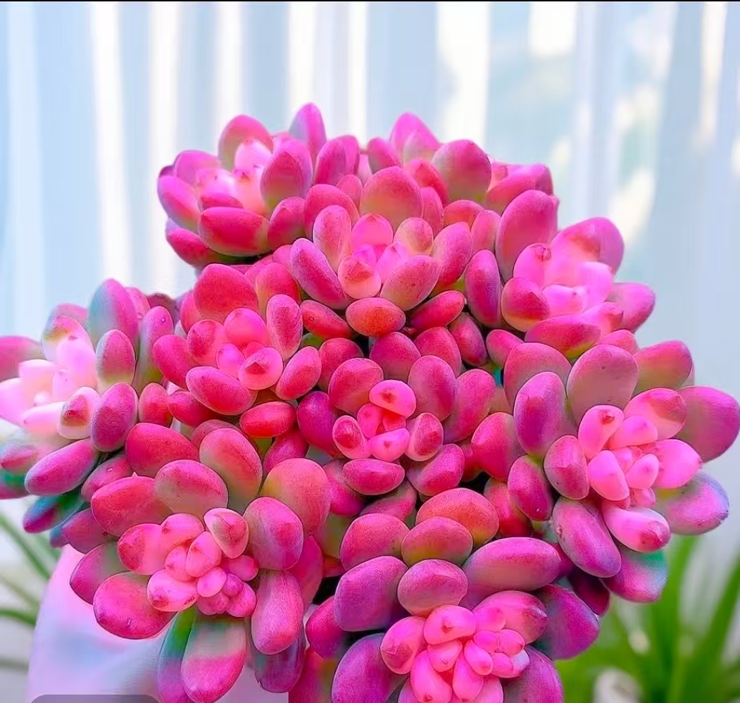 {草莓 甜心}带盆土发  新手好养活 室内外养 七姐多肉