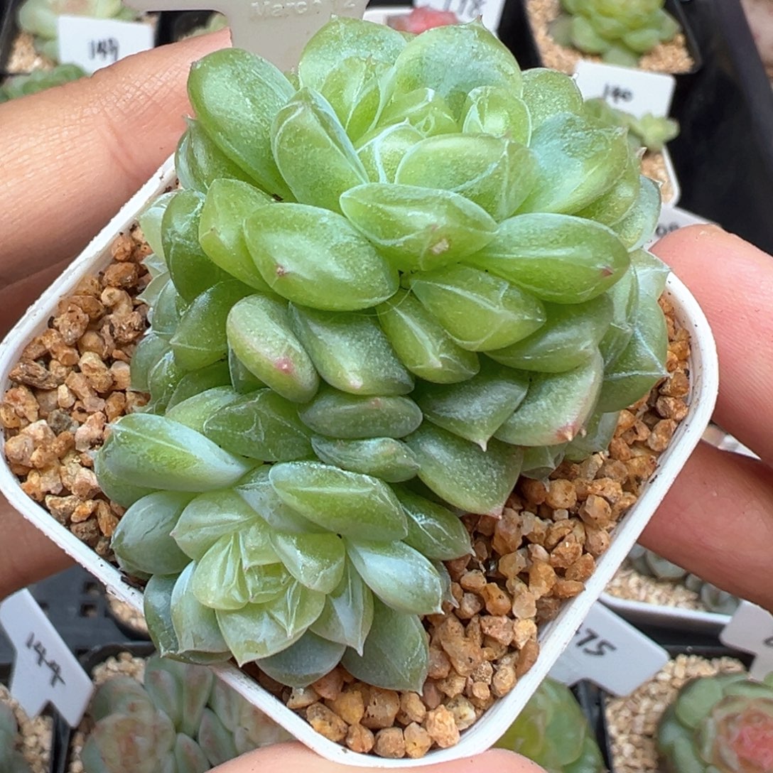 540号泼天富贵4头