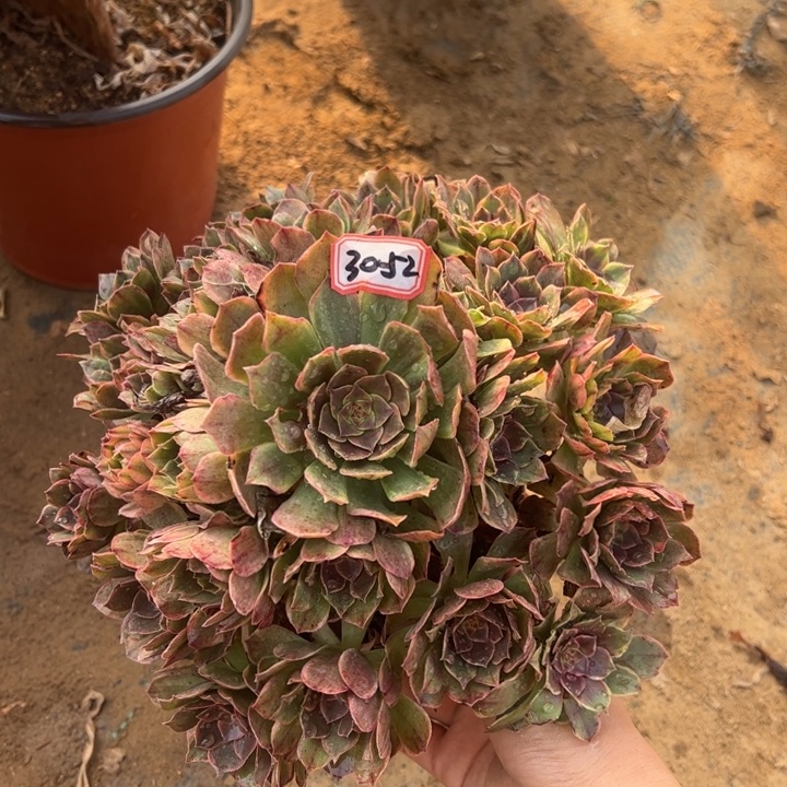 火狐多肉植物30-52