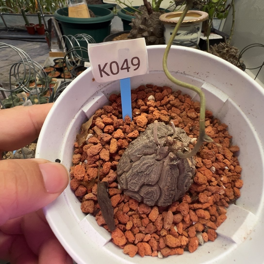 多肉植物专拍 一物一拍 南非龟甲龙049