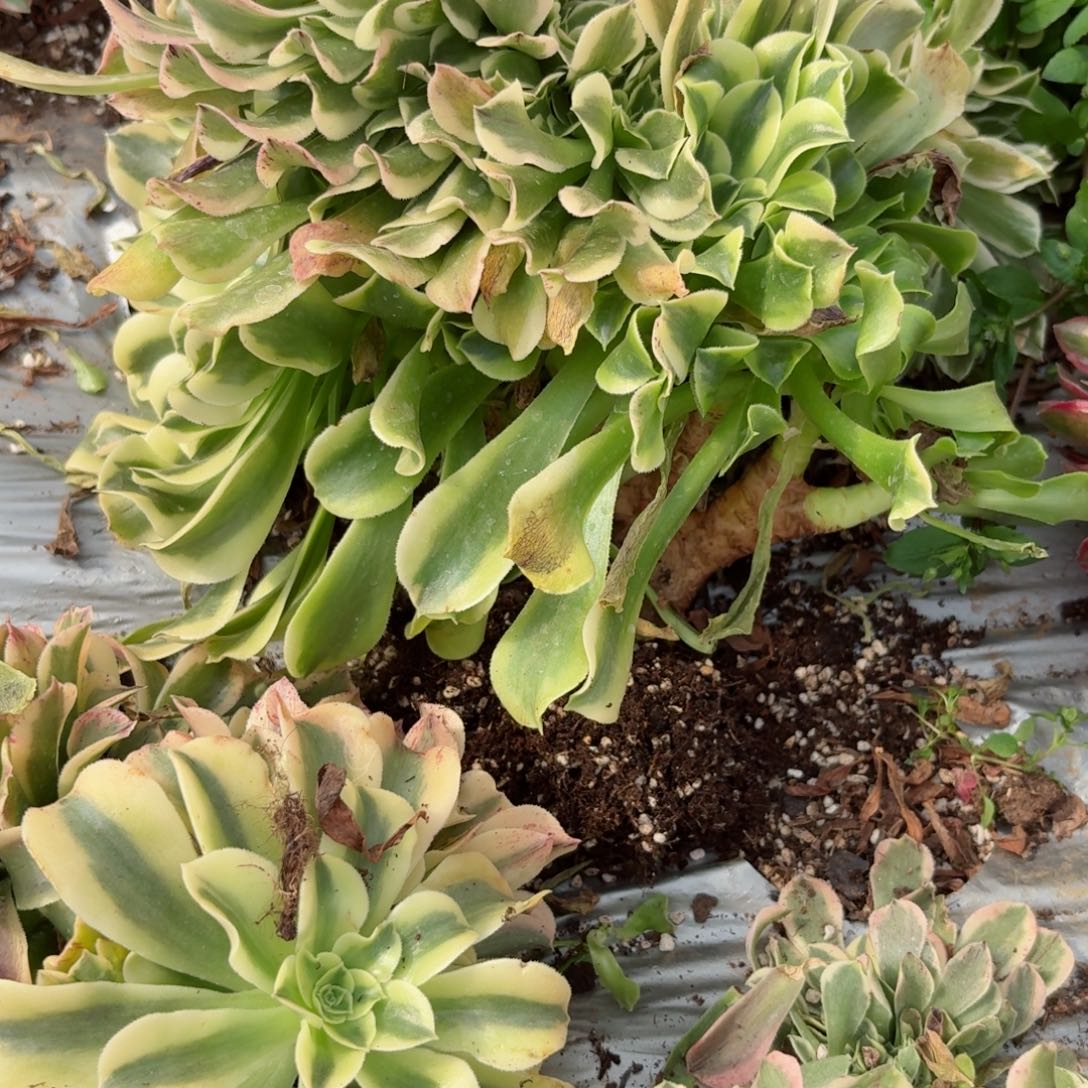 嗯8814 号多肉法师特价