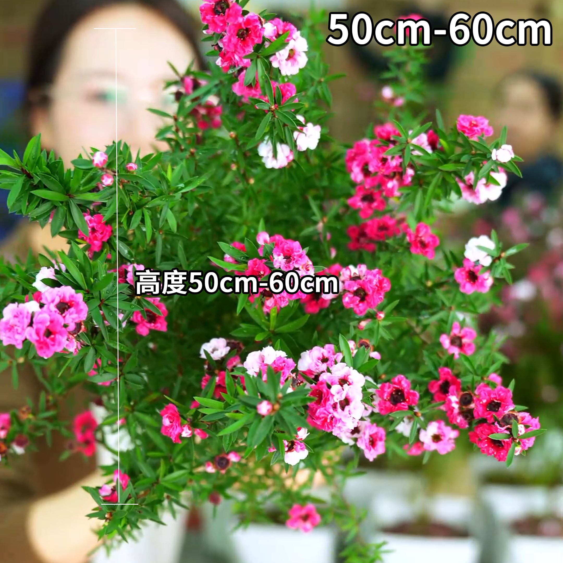 松红梅三色梅澳洲雪花梅室内花卉盆栽阳台原土发货