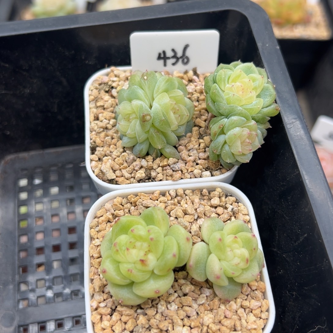 小***花436号泼天加财富密码c8