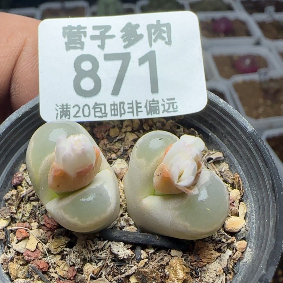 绿大内带盆土。              