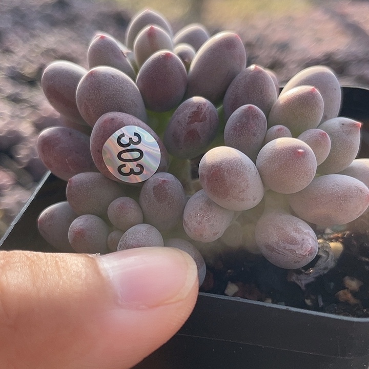 仙子奶酪多肉植物