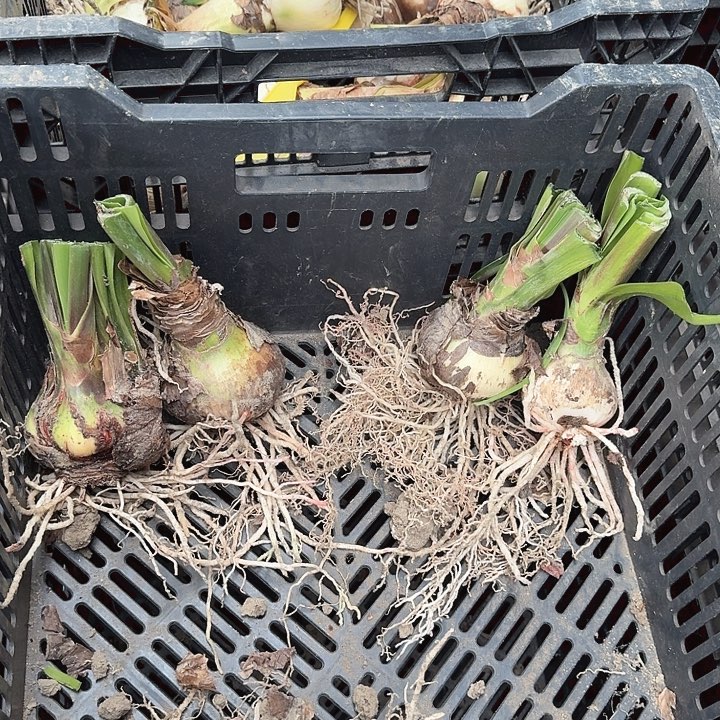 塞利卡一组2个含残次球