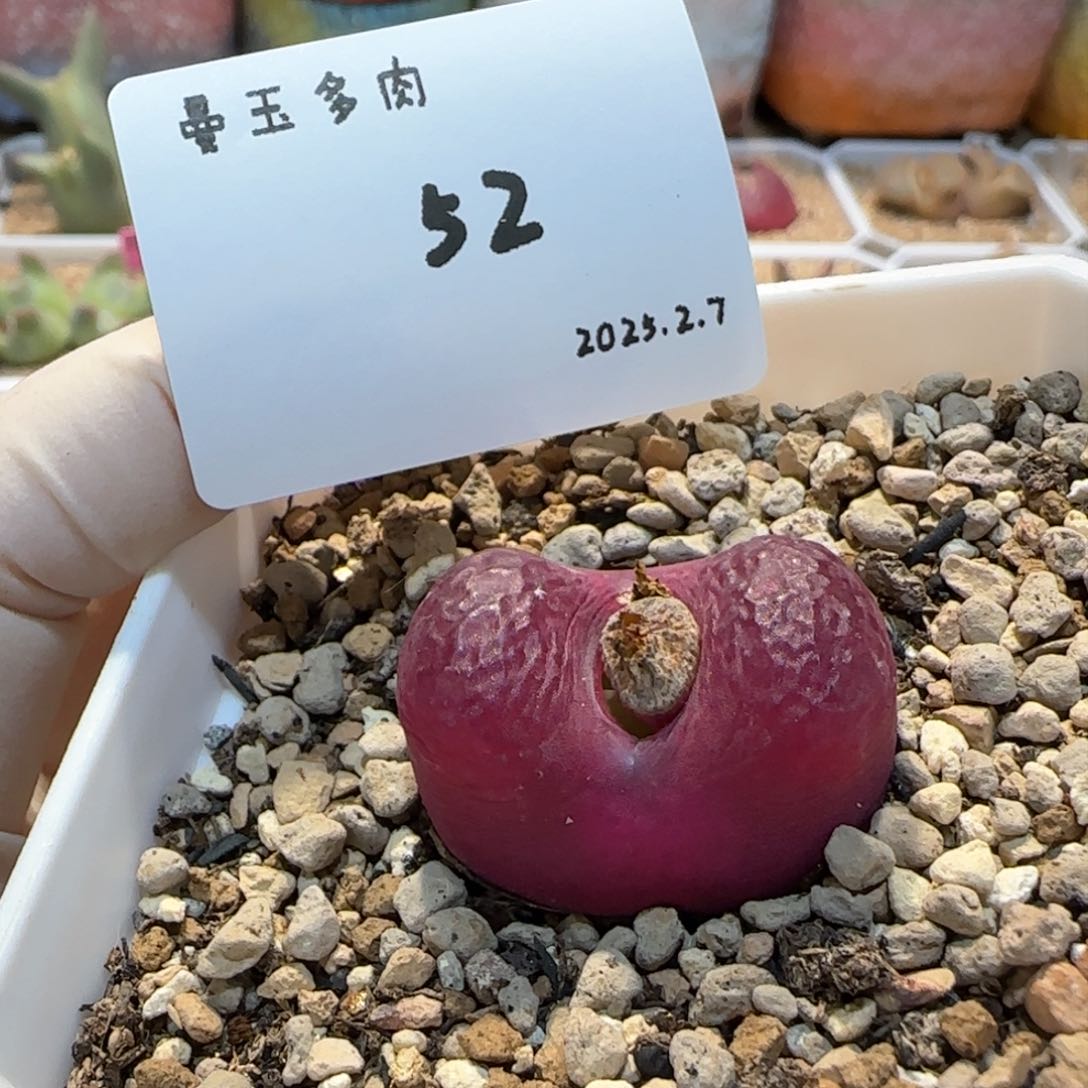 多肉多肉多肉2.7-052