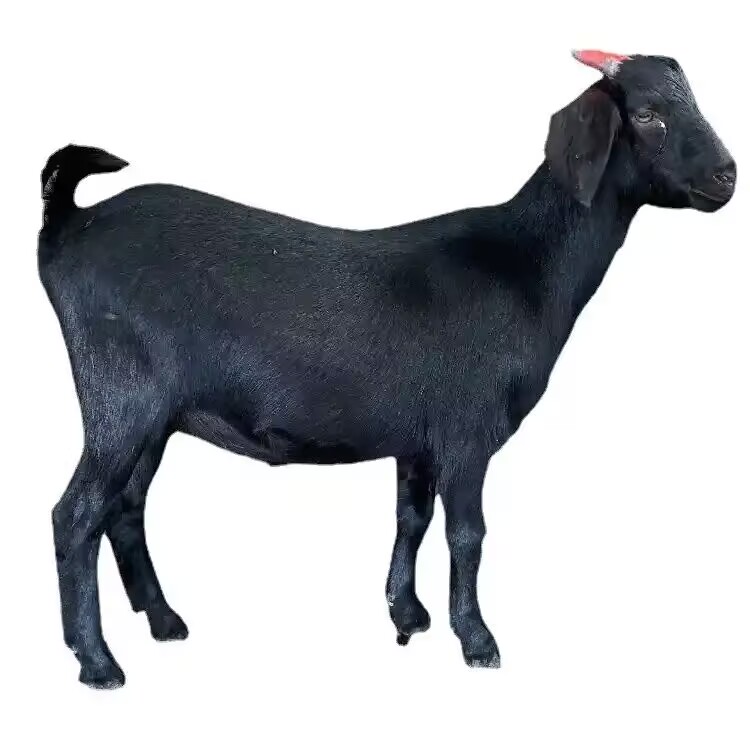  (努比亚黑山羊纯天然养殖)黑山羊3-4个月35-45斤左右的小羊羔