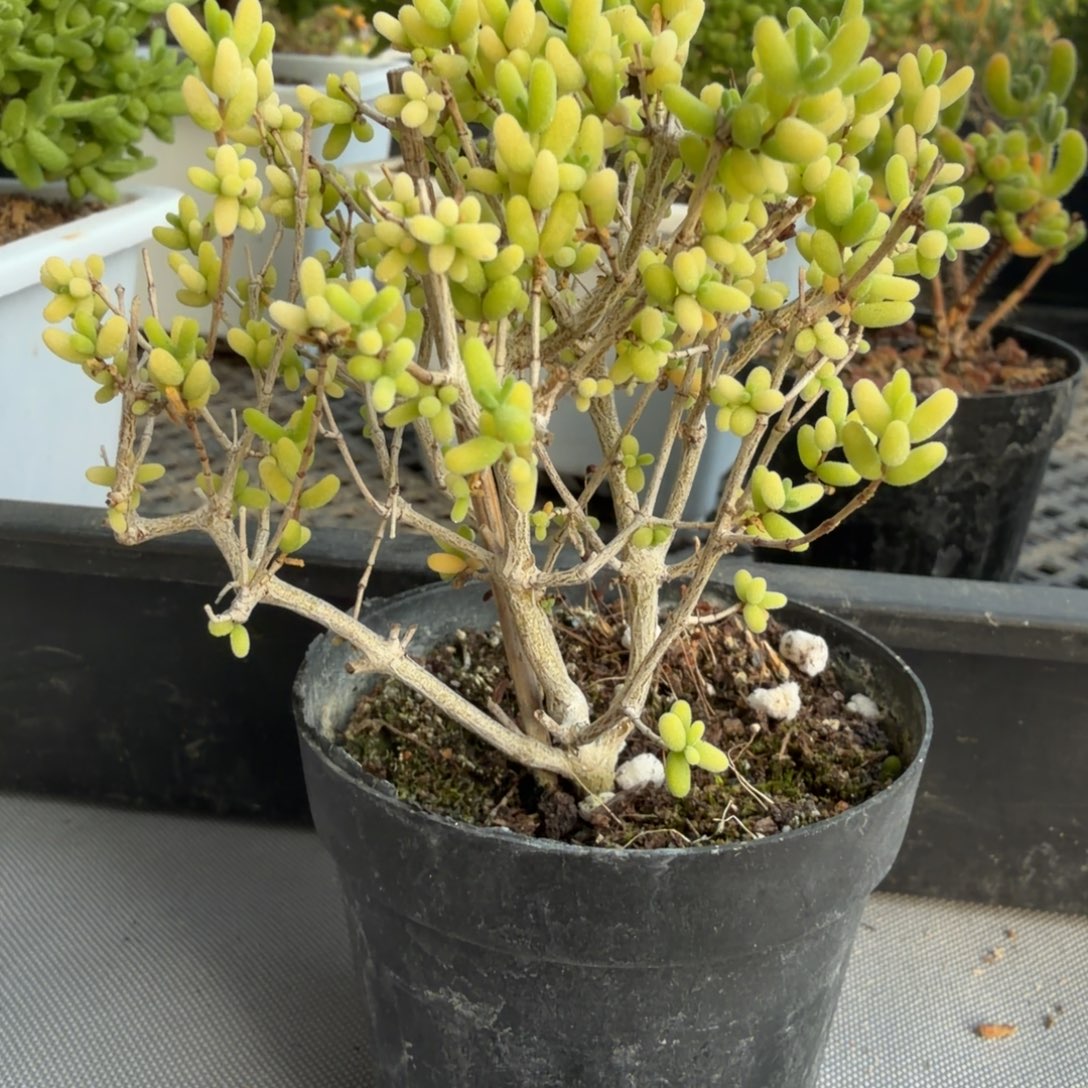 米粒枝干番杏盆栽