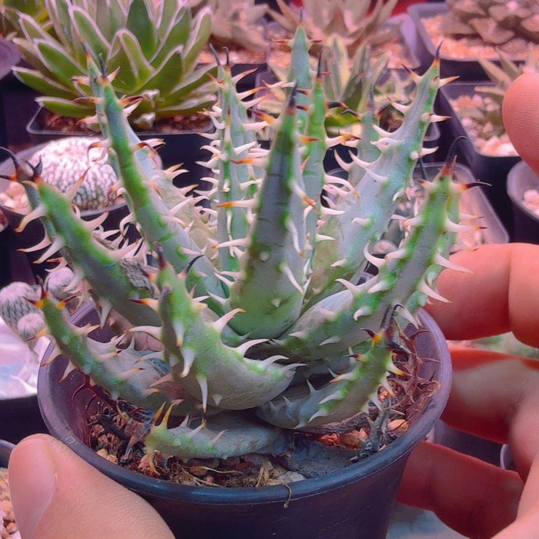 黑魔殿芦荟属多肉植物