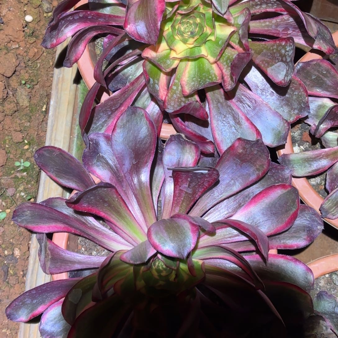 云南多肉植物红魔女