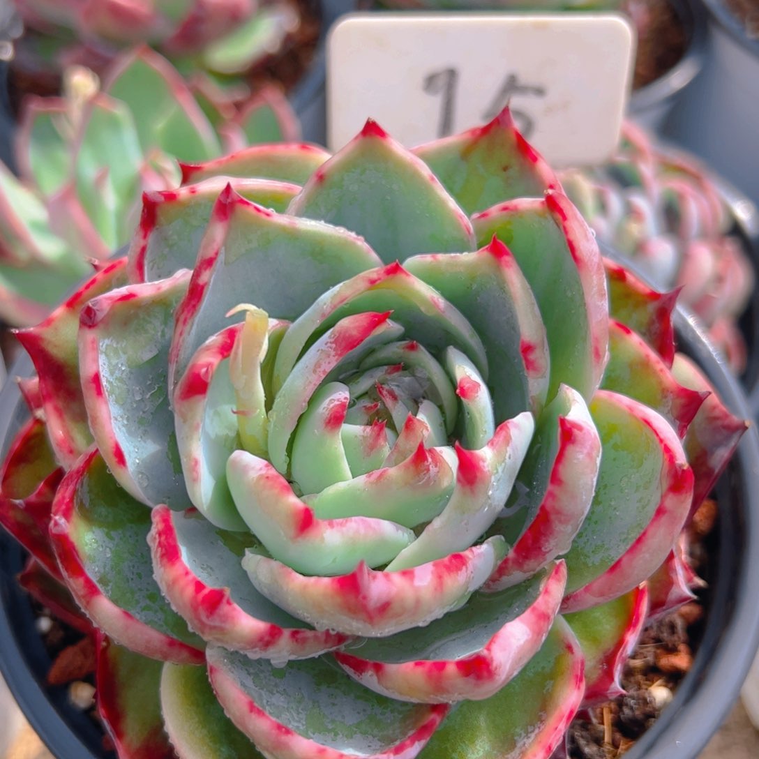 惊鸿仙子一物一拍15号