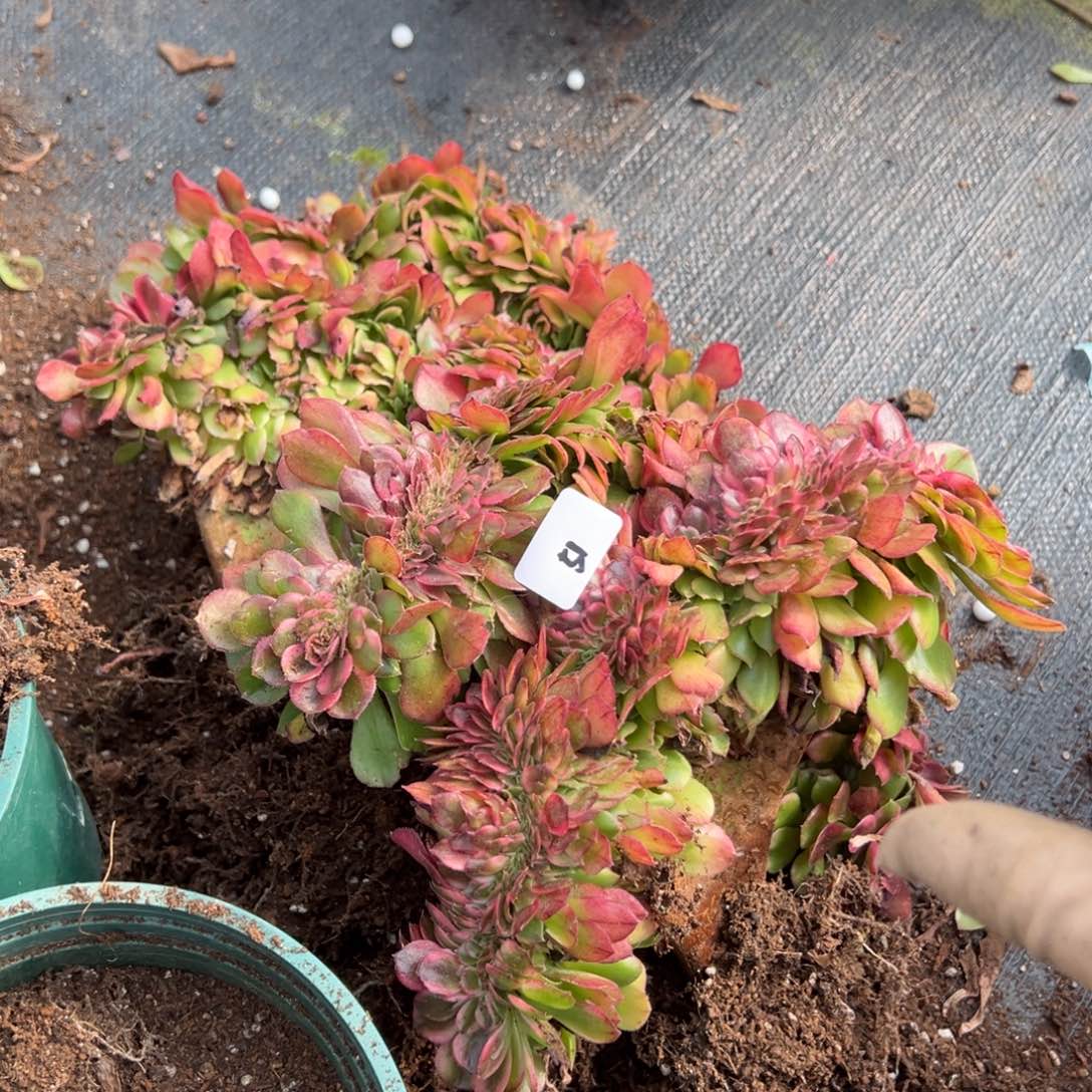 51荔枝缀一颗10多肉