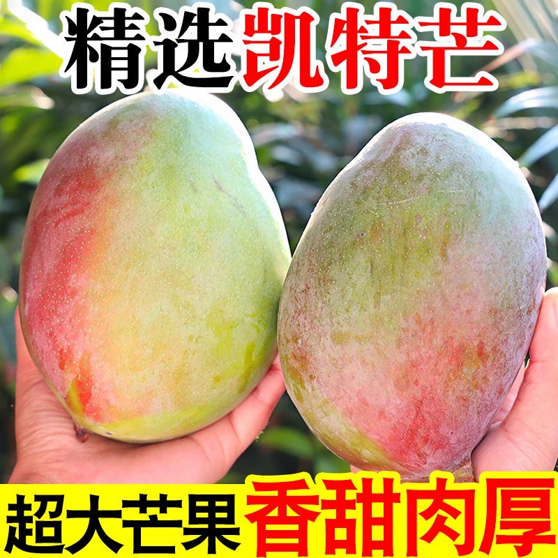 攀枝花凯特大脸芒酸甜多汁芒果香味浓现摘青芒
