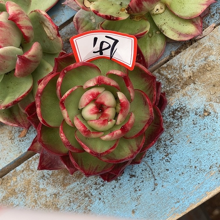木***玲47///////////////