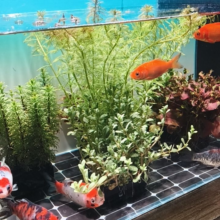 海水鱼3条鱼随机发