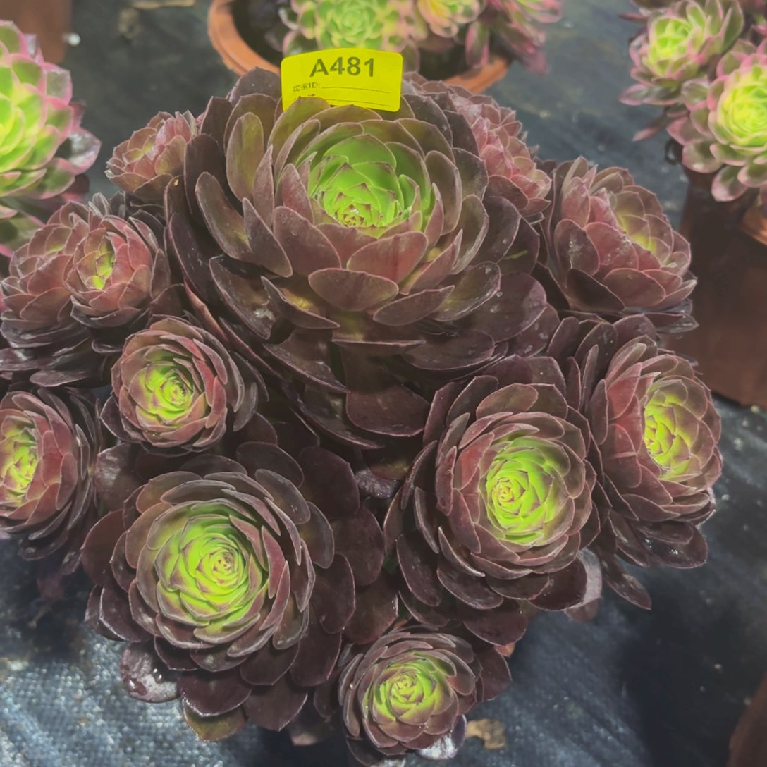 无花朵481赤炎连法师多肉植物