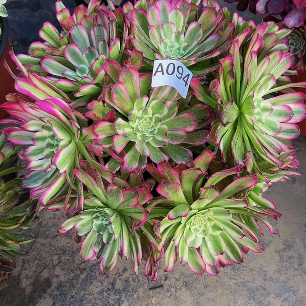 【闪购商品】多肉植物094。    