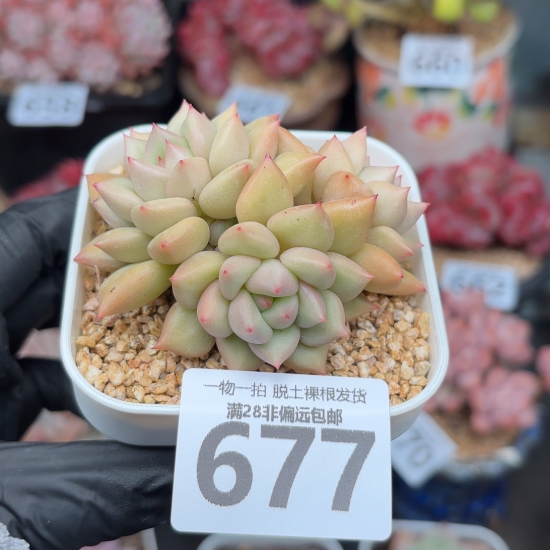 黄金象牙无盆土发货