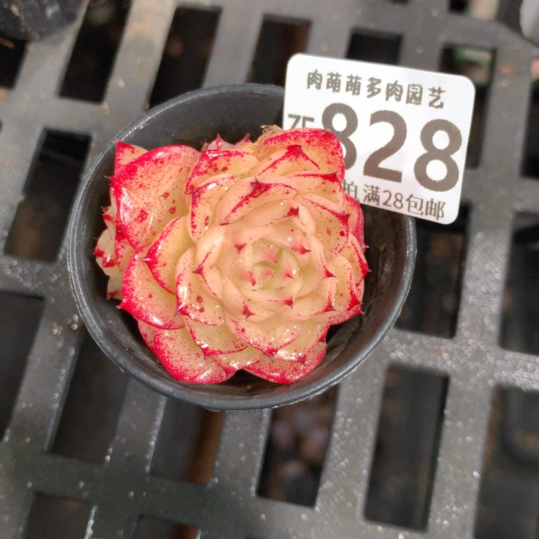 5CM拇指盆精控多肉ZF828