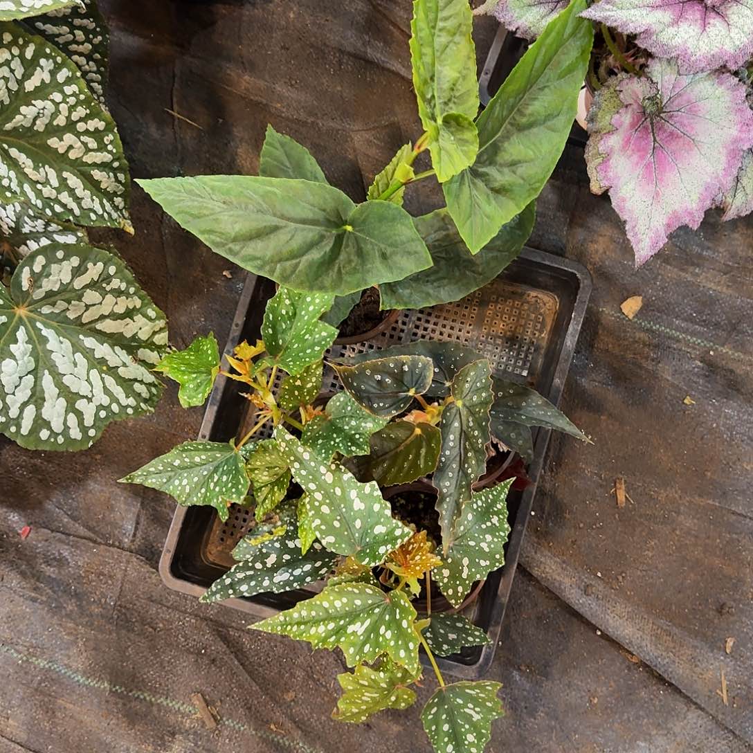 完全开放一物一拍套餐16