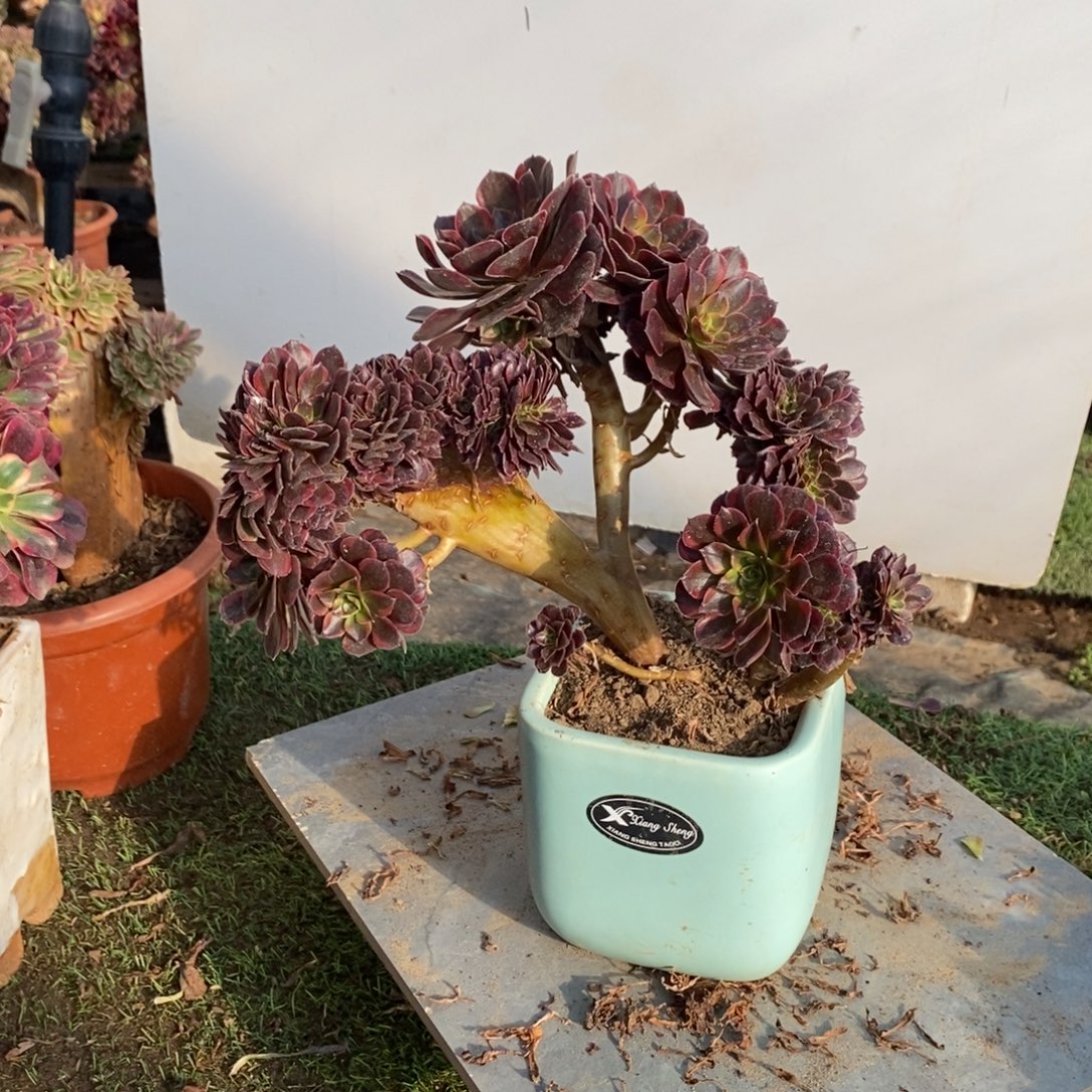 不开花植物1667号安娜缀化1颗