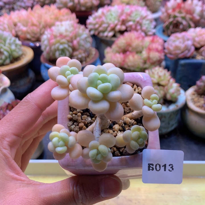 一物一拍满38包邮B013