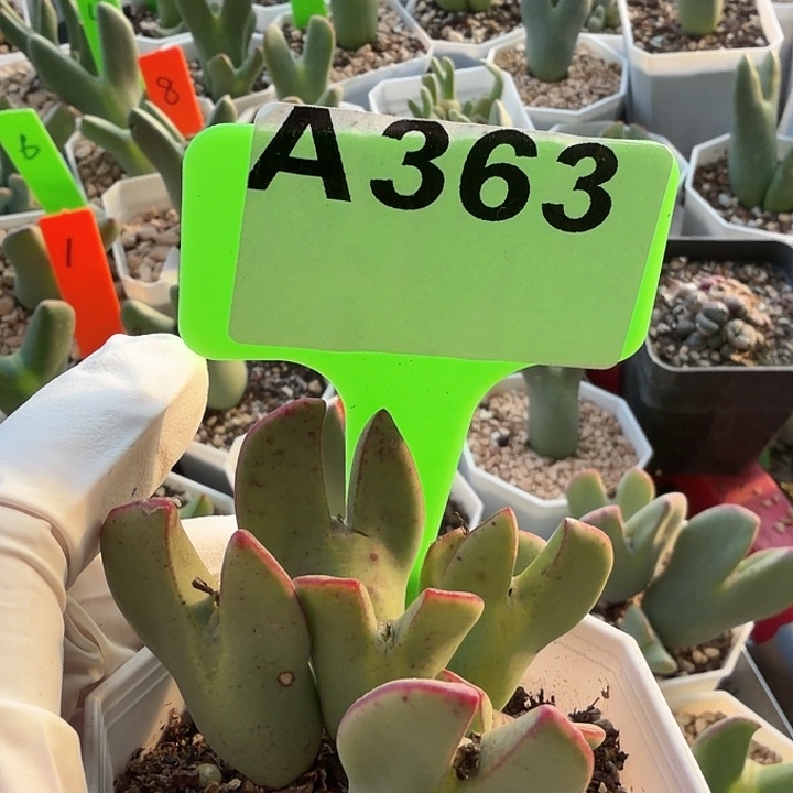 363mmmmmmmmmmmmmmmm