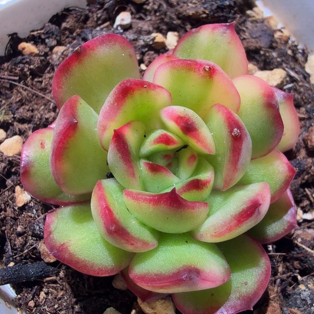 宝利安娜锦，多肉植物