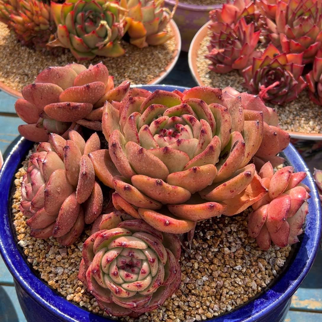 从前前慢多肉精选编号0217.2222