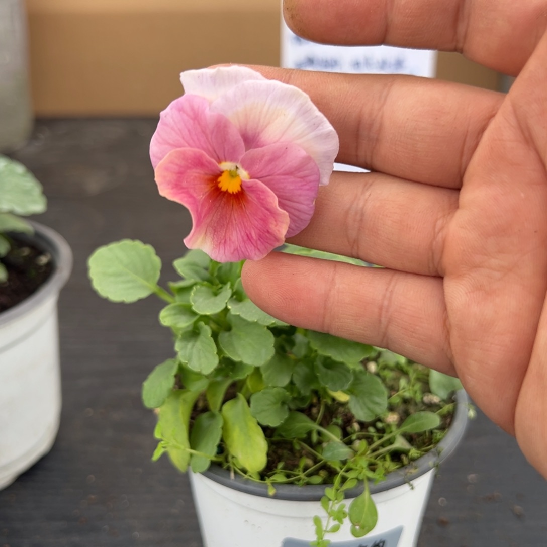 【闪购商品】完全开放045号