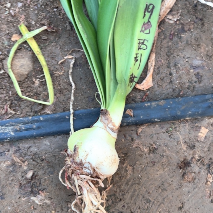 无花朵玛丽林包对版福利