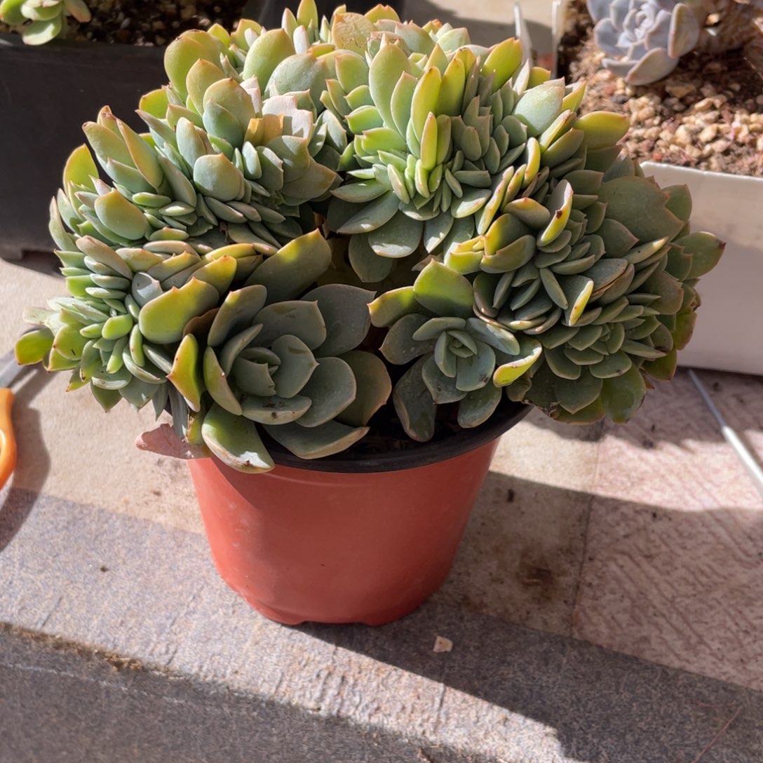 白玉兰冠幅16 公分一物一拍