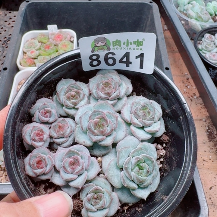多肉植物多肉植物