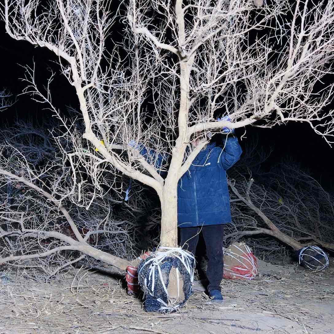 无花朵健健康康快快乐乐