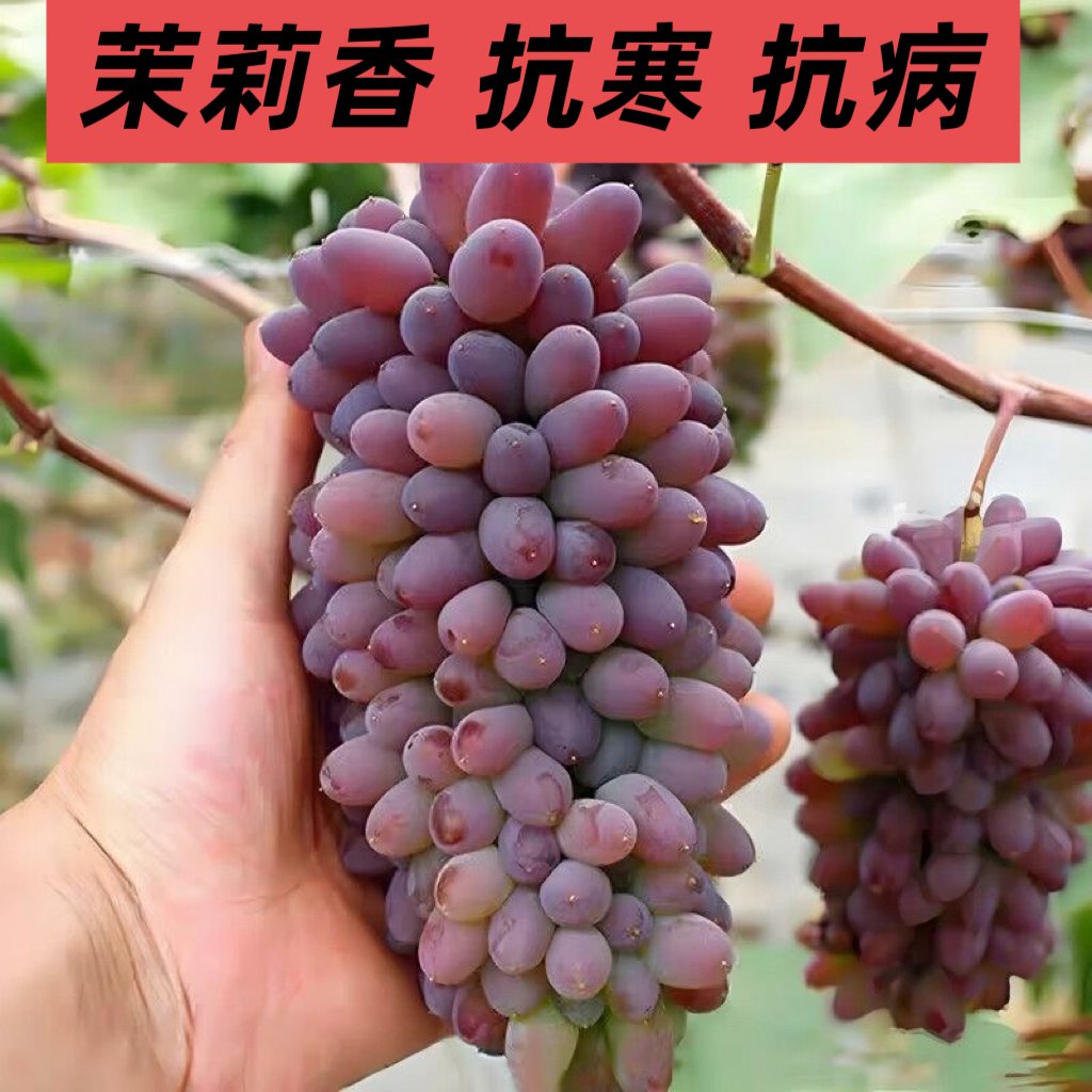 茉莉香葡萄树苖庭院果树果苗盆栽北南方种植耐寒无籽种植庭院爬藤