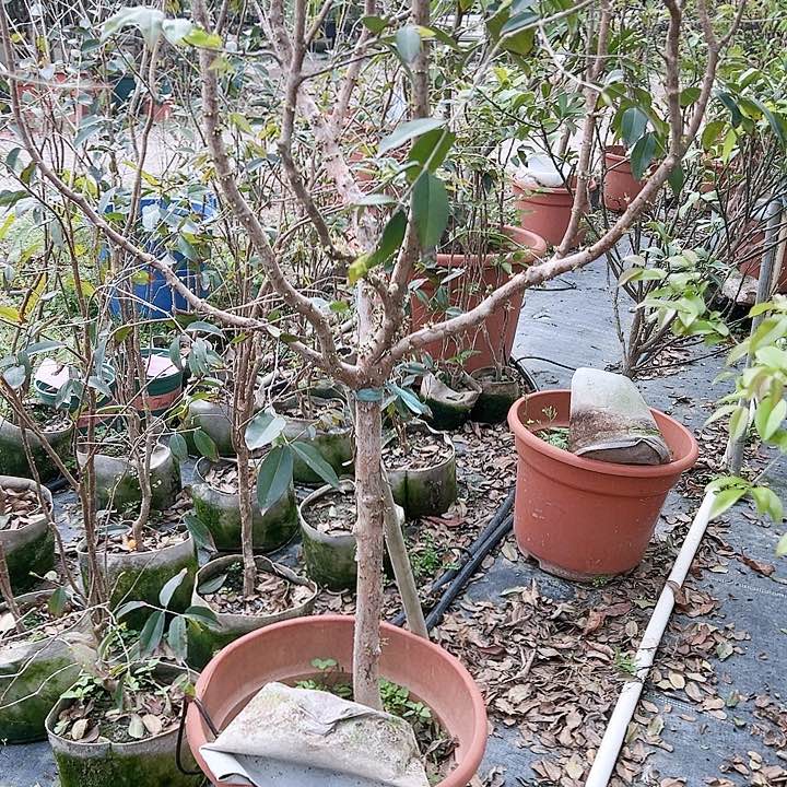 猴*23456677788999999